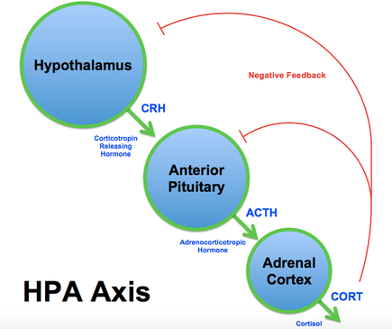 hyperactive adrenal gland symptoms